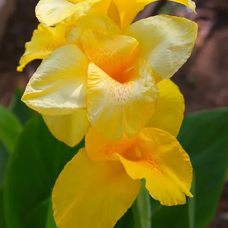 Apartamento Ipsario Garden *