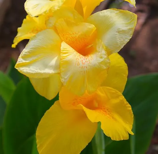 Daire Ipsario Garden *